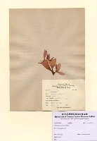 藏品(Grateloupia okamurae Yamada)的圖片